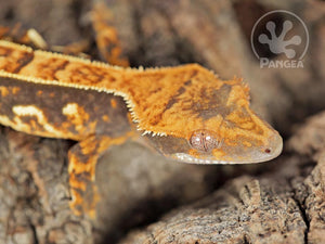 Female Partial Pinstripe Crested Gecko Cr-0692 looking right close up