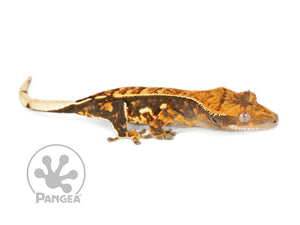 Female Partial Pinstripe Crested Gecko Cr-0692 looking right fired up 