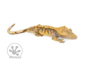 Juvenile Male Orange Extreme Crested Gecko Cr-0691