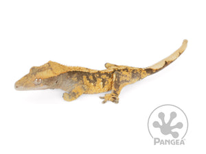 Juvenile Male Orange Extreme Crested Gecko Cr-0691