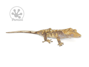 Male Extreme Harlequin Crested Gecko Cr-0693 looking right 