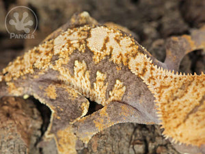 Male Extreme Harlequin Crested Gecko Cr-0693 close up looking right 