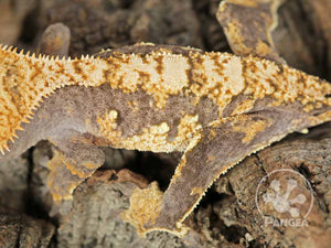 Male Extreme Harlequin Crested Gecko Cr-0693 close up looking left 
