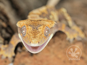 Male Extreme Harlequin Crested Gecko Cr-0693 from front 