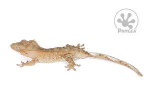 Juvenile Male Brown Flame Crested Gecko, not fired up, facing left, full left side view. 0695