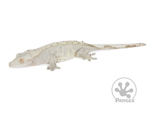 Female Cream Harlequin Crested Gecko, not fired up, facing left, full left side view. 0696