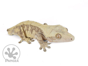 Male Tailless Lavender and Yellow Extreme Crested Gecko, not quite fired up, facing right, full right side view. 0697