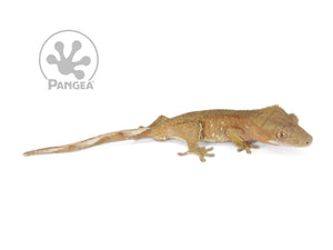 Juvenile Male Brown Flame Crested Gecko, fired up, facing right, full right side view. 0695