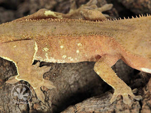 Juvenile Male Brown Flame Crested Gecko, fired up, facing right, close up of the right laterals. 0695