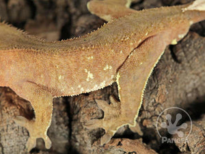 Juvenile Male Brown Flame Crested Gecko, fired up, facing left, close up of the left laterals. 0695