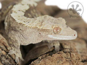 Female Cream Harlequin Crested Gecko, fired up, facing right, close up of the right side of the face, partial view of the right laterals and dorsal. 0696