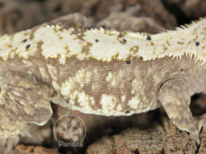Female Cream Harlequin Crested Gecko, fired up, facing right, close up of the right laterals. 0696