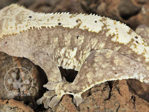 Female Cream Harlequin Crested Gecko, fired up, facing left, close up of the left laterals. 0696