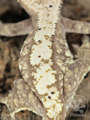 Female Cream Harlequin Crested Gecko, fired up, facing rear, close up of the dorsal. 0696
