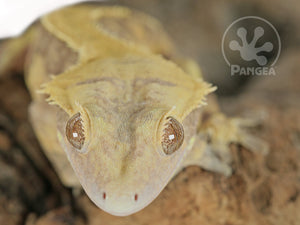 Male Tailless Lavender and Yellow Extreme Crested Gecko, fired up, facing front, close up of the face. 0697