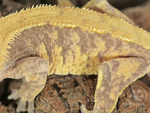 Male Tailless Lavender and Yellow Extreme Crested Gecko, fired up, facing left, close up of the left laterals. 0697