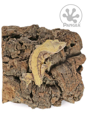 Male Tailless Lavender and Yellow Extreme Crested Gecko, fired up, facing rear, full dorsal side view of the gecko. 0697