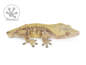 Male Tailless Lavender and Yellow Extreme Crested Gecko, fired up, facing right, full right side view. 0697