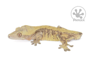 Male Tailless Lavender and Yellow Extreme Crested Gecko, fired up, facing left, full left side view. 0697