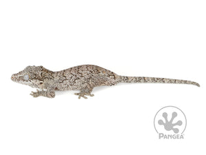 Juvenile Male Brown Reticulated Gargoyle Gecko, fired up, facing left, full left side view. 0102