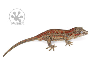 Male Red Striped Gargoyle Gecko, fired up, facing right, full right side view. 0201