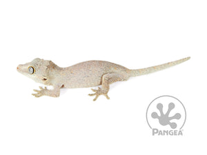 Juvenile Male Brown Reticulated Gargoyle Gecko, not fired up, facing left full left side view. 0102