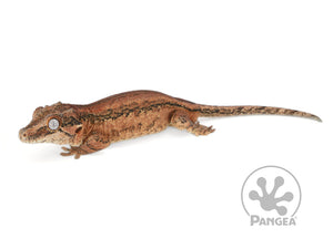 Male Red Striped Gargoyle Gecko, fired up, facing left, full left side view. 0202