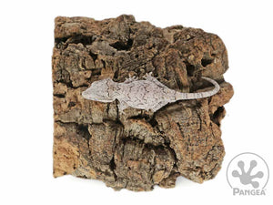 Juvenile Male Brown Reticulated Gargoyle Gecko, fired up, facing left, full back side view of the gargoyle. 0102