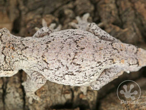 Juvenile Male Brown Reticulated Gargoyle Gecko, fired up, facing left, close up of the dorsal. 0102