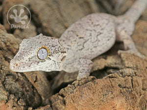 Juvenile Male Brown Reticulated Gargoyle Gecko, fired up, facing left, almost full left side view, close up of the left side  of the face. 0102
