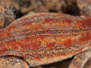 Male Red Striped Gargoyle Gecko, fired up, facing right, close up of the dorsal. 0201