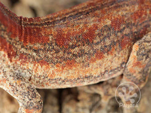 Male Red Striped Gargoyle Gecko, fired up, facing left, close up of the left side. 0201