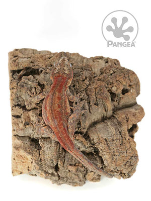Male Red Striped Gargoyle Gecko, fired up, facing rear, full back side view of the gargoyle. 0201