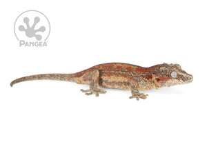 Male Red Striped Gargoyle Gecko, not quite fired up, facing right, full right side view. 0201