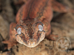 Male Red Striped Gargoyle Gecko, fired up, facing front, close up of the face. 0202