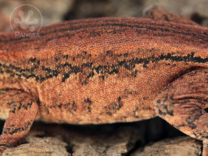 Male Red Striped Gargoyle Gecko, fired up, facing left, close up of the left laterals. 0202