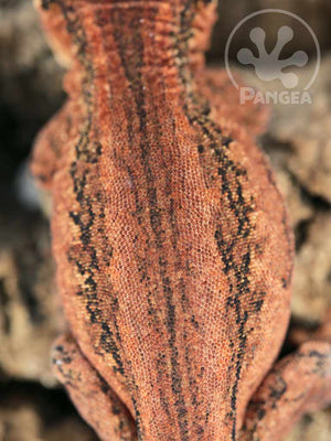 Male Red Striped Gargoyle Gecko, fired up, facing rear, close up of the dorsal. 0202