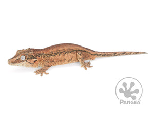 Male Red Striped Gargoyle Gecko, not full fired up, facing left, full left side view. 0202