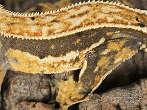 Male Pinstripe Crested Gecko, fired up, facing left, close up of the left laterals. 0701