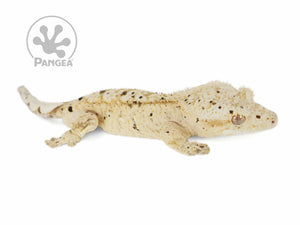 Male Super Dalmatian Crested Gecko, fired up, facing right, full right side view. 0702