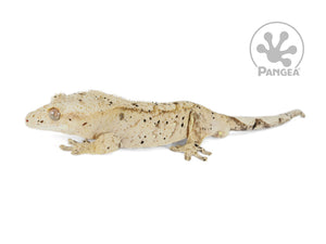 Male Super Dalmatian Crested Gecko, fired up, facing left, full left side view. 0702