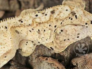 Male Super Dalmatian Crested Gecko, fired up, facing left, close up of the left laterals, left legs and the dorsal. 0702
