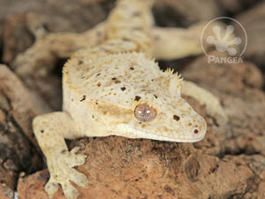Male Super Dalmatian Crested Gecko, fired up, facing front, head turned right, close up of the right side of the face. 0702
