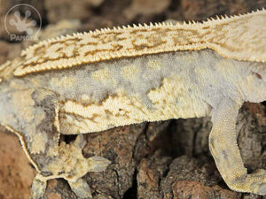 Female Partial Pinstripe Crested Gecko, not fired up, facing right, close up of the right laterals. 0705