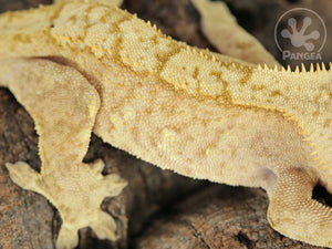 Male Tailless Flame Crested Gecko, fired up, facing right, close up of the right laterals. 0704