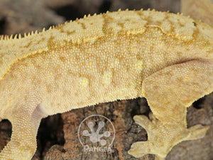 Male Tailless Flame Crested Gecko, fired up, facing left, close up of the left laterals. 0704