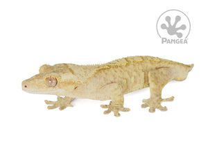 Male Tailless Flame Crested Gecko, fired up, facing left, full left side view. 0704