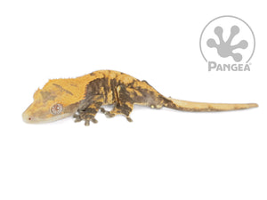 Male Orange Extreme Crested Gecko Cr-0707 looking left 