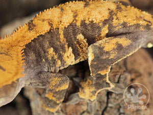 Male Orange Extreme Crested Gecko Cr-0707 close up looking left 