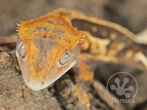 Male Pinstripe Crested Gecko Cr-0708 from front 